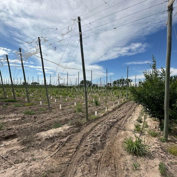Finca en Venta en Rivadavia, Mendoza