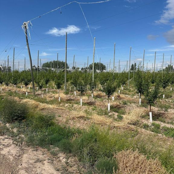 Finca en Venta en Rivadavia, Mendoza