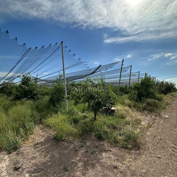 Finca en Venta en Rivadavia, Mendoza