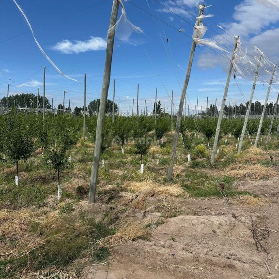 Finca en Venta en Rivadavia, Mendoza