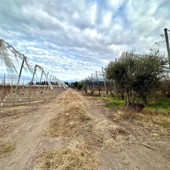 Finca en Venta en Rivadavia, Mendoza
