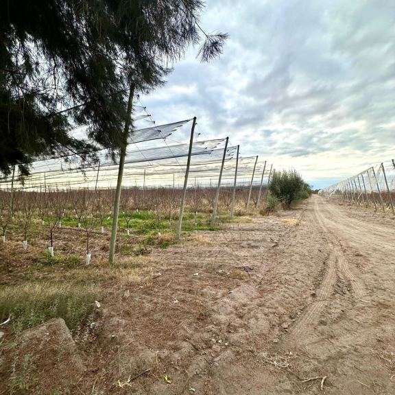 Finca en Venta en Rivadavia, Mendoza