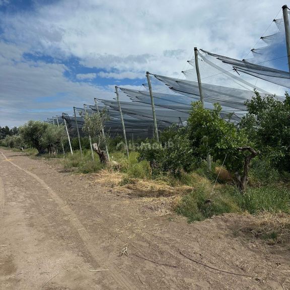 Finca en Venta en Rivadavia, Mendoza