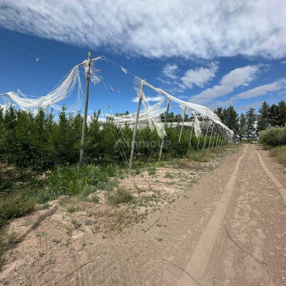 Finca en Venta en Rivadavia, Mendoza