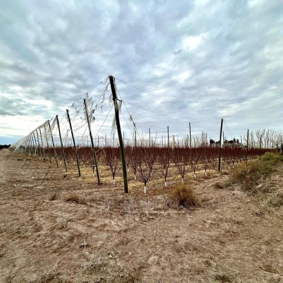 Finca en Venta en Rivadavia, Mendoza
