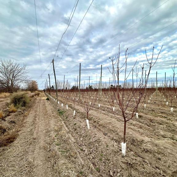 Finca en Venta en Rivadavia, Mendoza