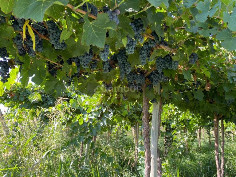 Finca en Venta en Lavalle, Mendoza