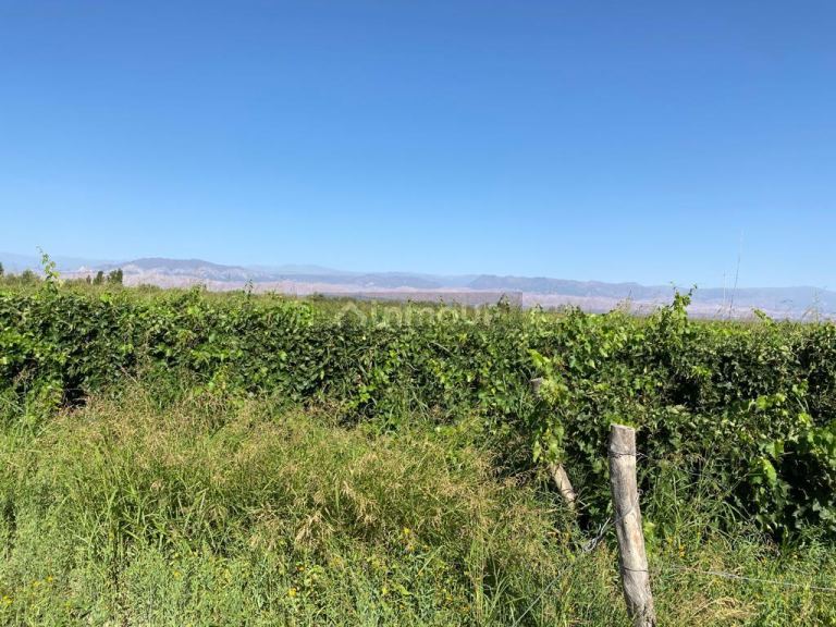 Finca en Venta en Lavalle, Mendoza