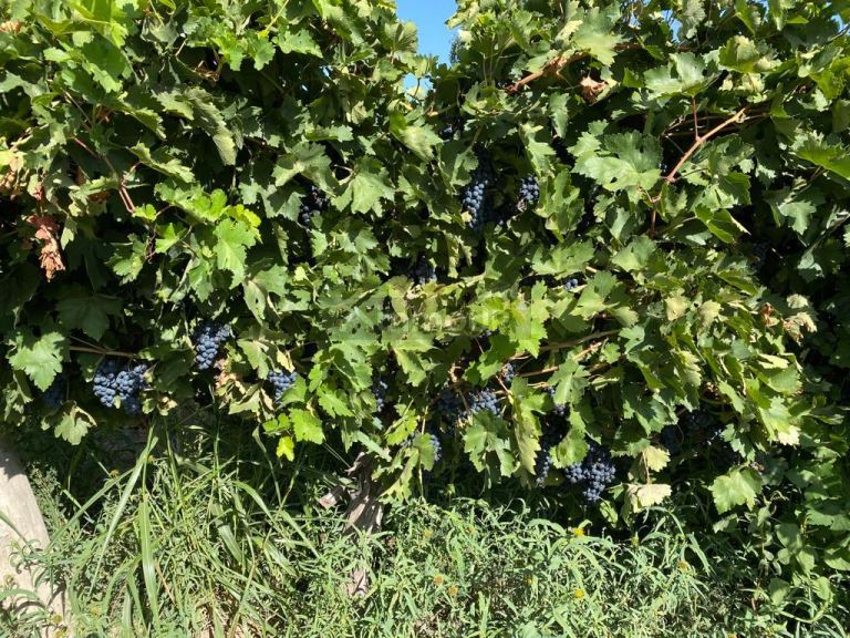 Finca en Venta en Lavalle, Mendoza