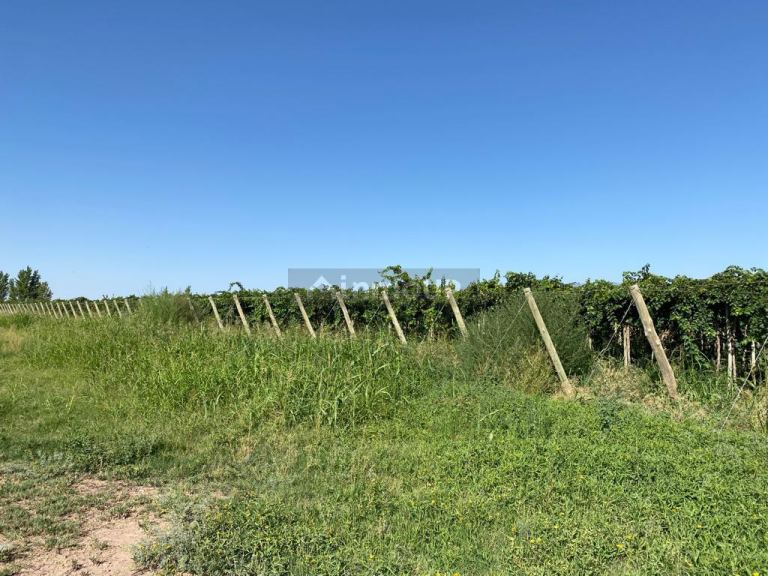 Finca en Venta en Lavalle, Mendoza