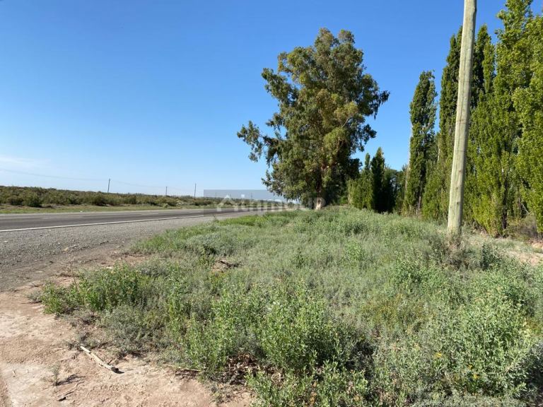 Finca en Venta en Lavalle, Mendoza
