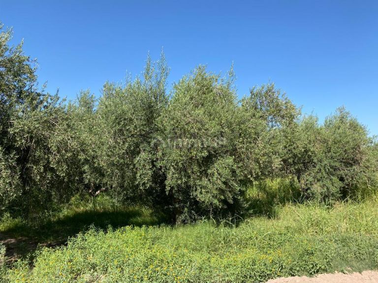 Finca en Venta en Lavalle, Mendoza