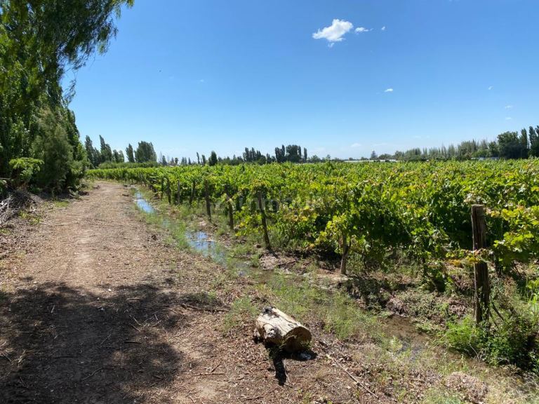 Finca en Venta en Maipu, Mendoza
