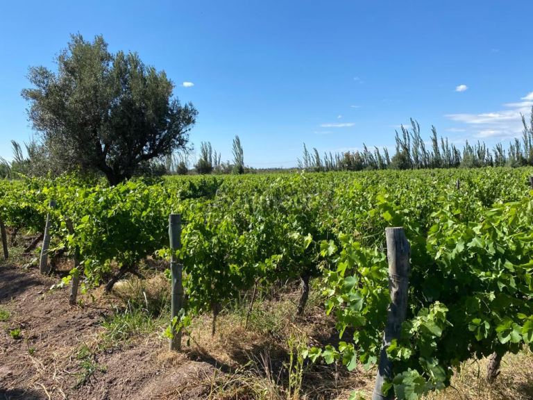 Finca en Venta en Maipu, Mendoza