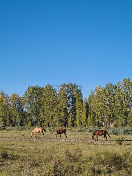 Finca en Venta en Tunuyan, Mendoza