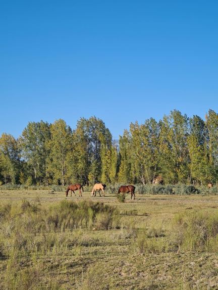 Finca en Venta en Tunuyan, Mendoza