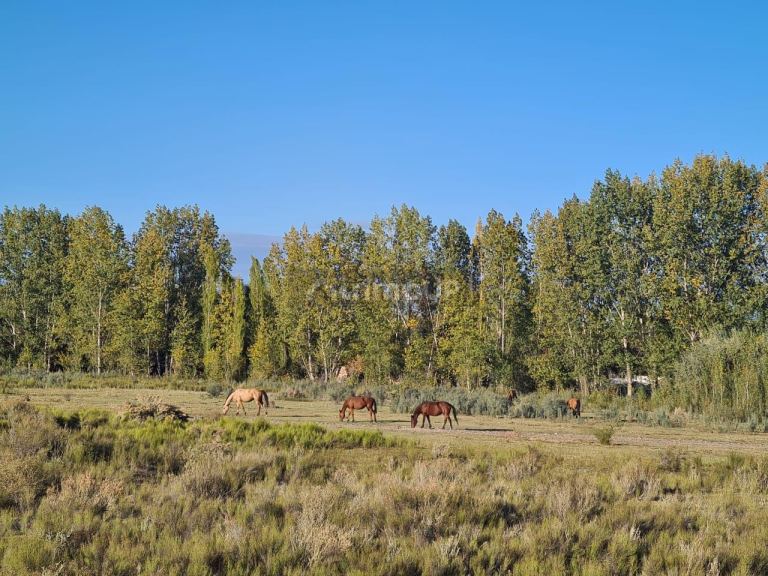 Finca en Venta en Tunuyan, Mendoza