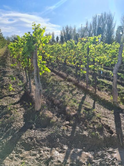 Finca en Venta en Maipu, Mendoza