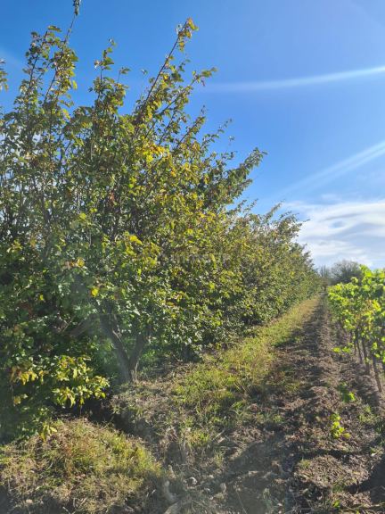 Finca en Venta en Maipu, Mendoza