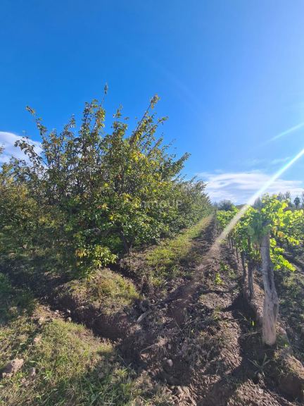 Finca en Venta en Maipu, Mendoza