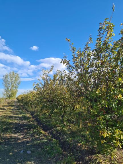Finca en Venta en Maipu, Mendoza