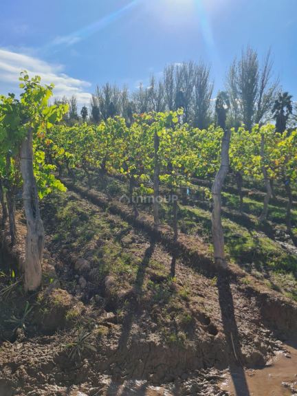 Finca en Venta en Maipu, Mendoza