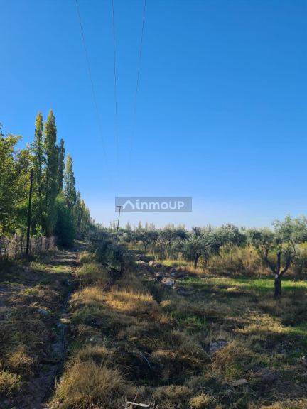 Finca en Venta en Maipu, Mendoza