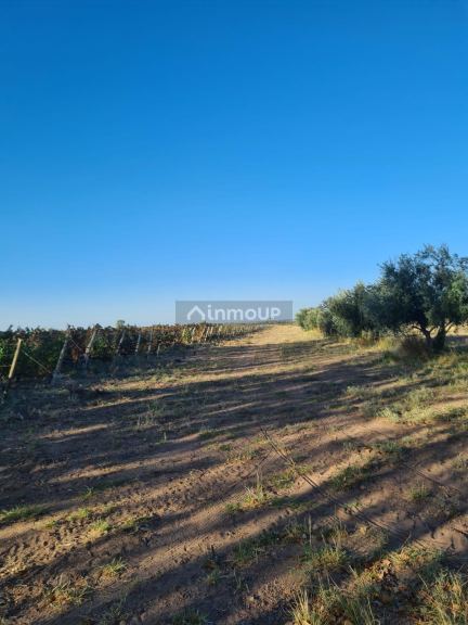 Campo en Venta en Maipu, Mendoza
