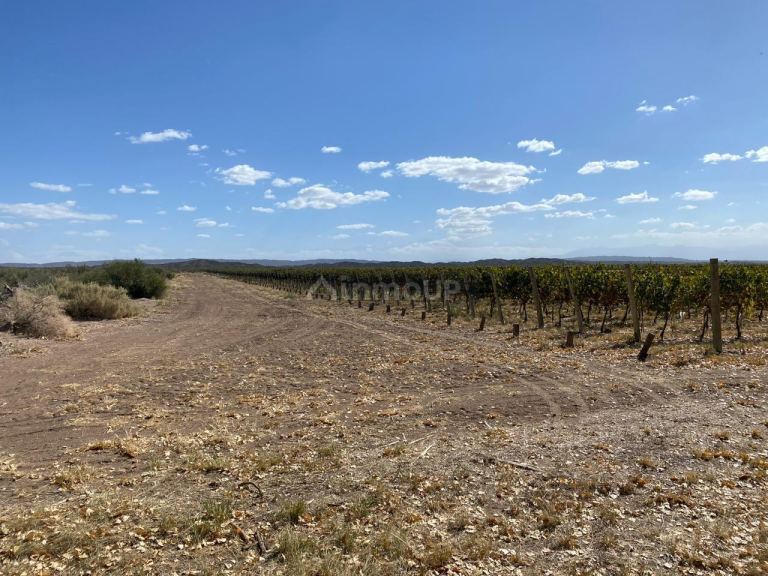 Campo en Venta en Maipu, Mendoza