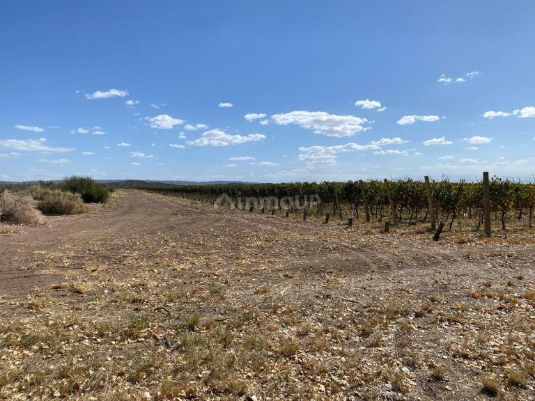 Campo en Venta en Maipu, Mendoza