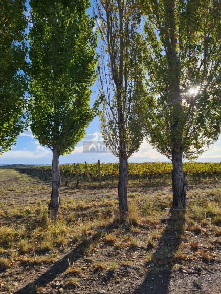 Campo en Venta en Maipu, Mendoza