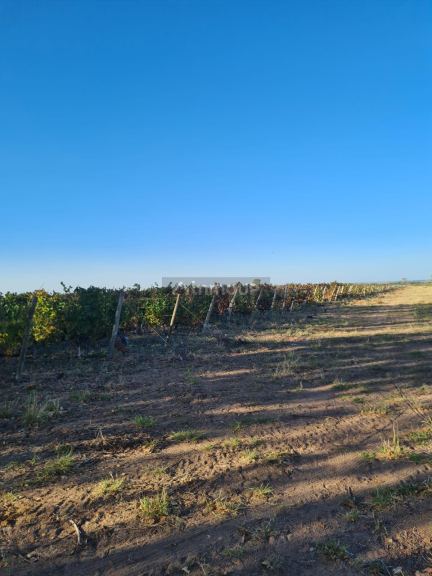 Campo en Venta en Maipu, Mendoza