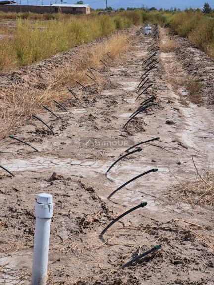 Finca en Venta en Lavalle, Mendoza