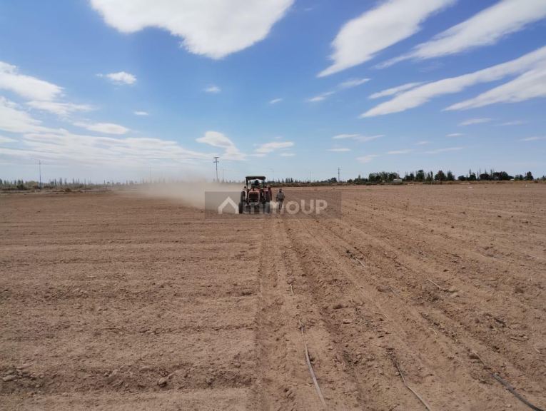 Finca en Venta en Lavalle, Mendoza