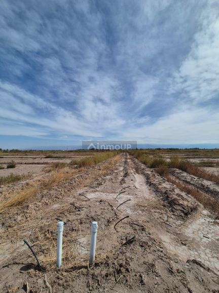 Finca en Venta en Lavalle, Mendoza