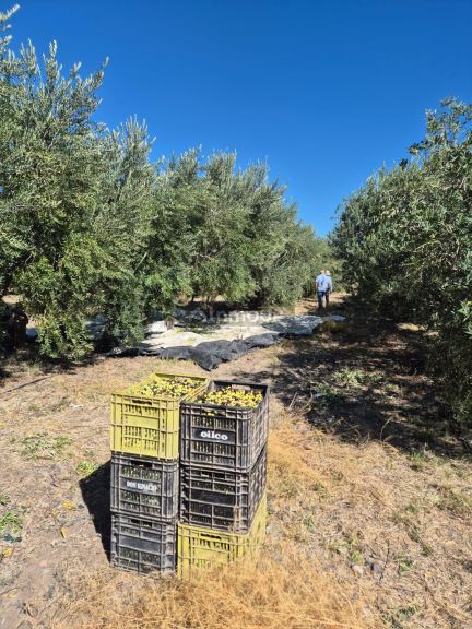 Finca en Venta en Rivadavia, Mendoza
