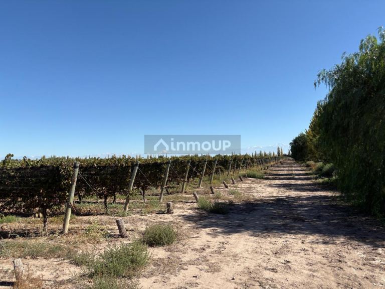 Finca en Venta en Rivadavia, Mendoza