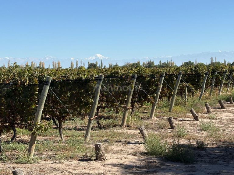 Finca en Venta en Rivadavia, Mendoza