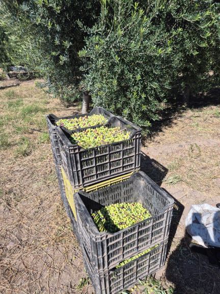 Finca en Venta en Rivadavia, Mendoza