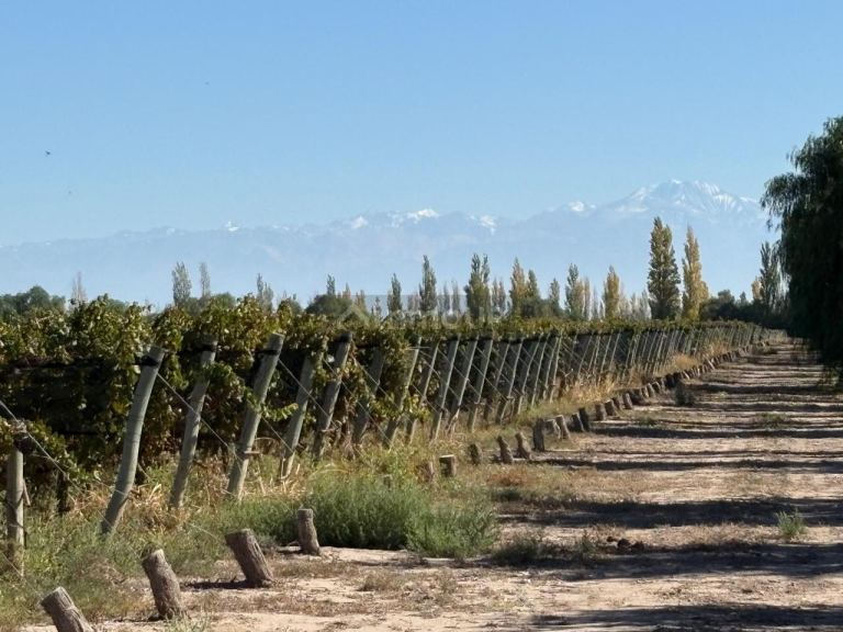 Finca en Venta en Rivadavia, Mendoza