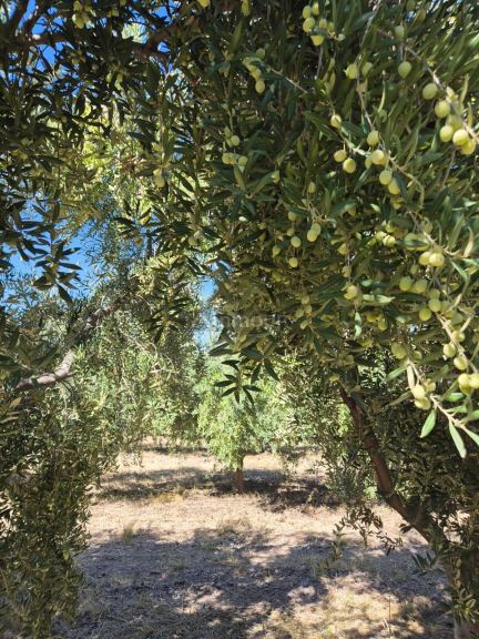 Finca en Venta en Rivadavia, Mendoza