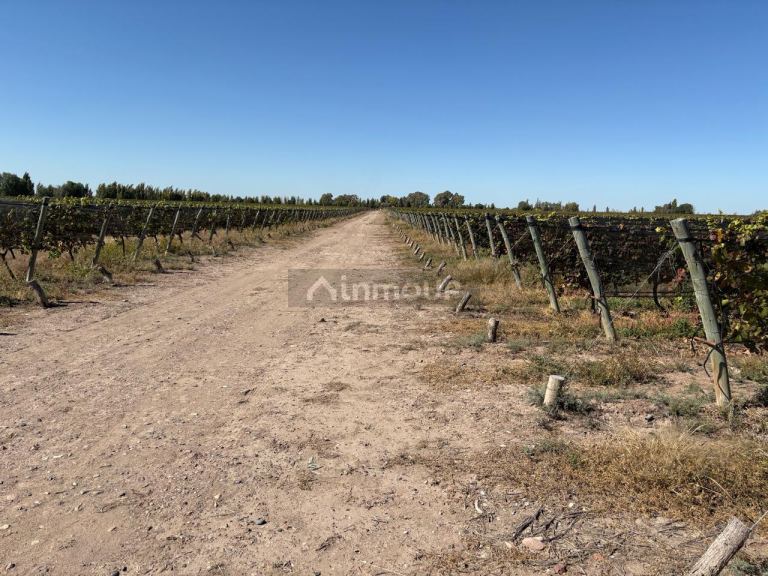 Finca en Venta en Rivadavia, Mendoza