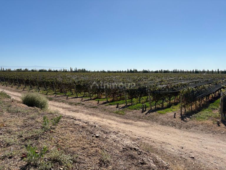 Finca en Venta en Rivadavia, Mendoza