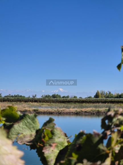 Finca en Venta en Rivadavia, Mendoza
