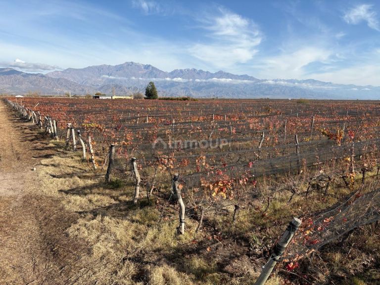 Finca en Venta en San Carlos, Mendoza