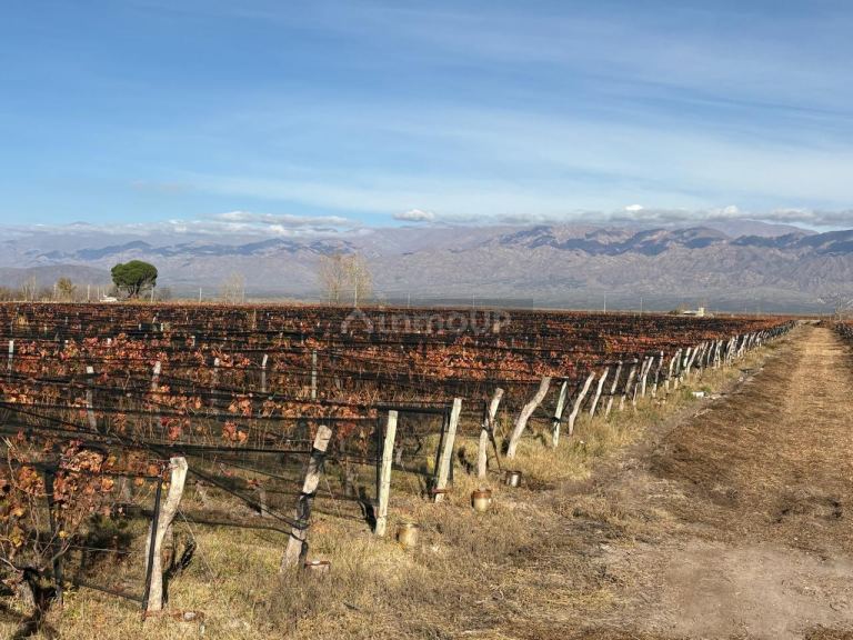Finca en Venta en San Carlos, Mendoza