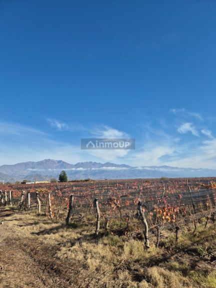 Finca en Venta en San Carlos, Mendoza