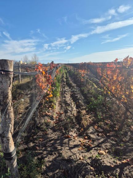 Finca en Venta en San Carlos, Mendoza