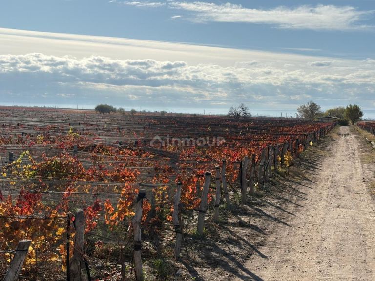 Finca en Venta en San Carlos, Mendoza