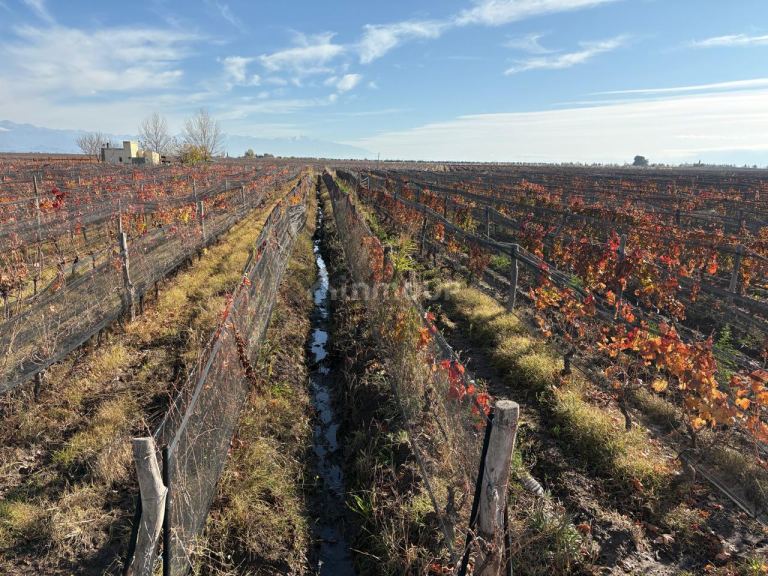 Finca en Venta en San Carlos, Mendoza